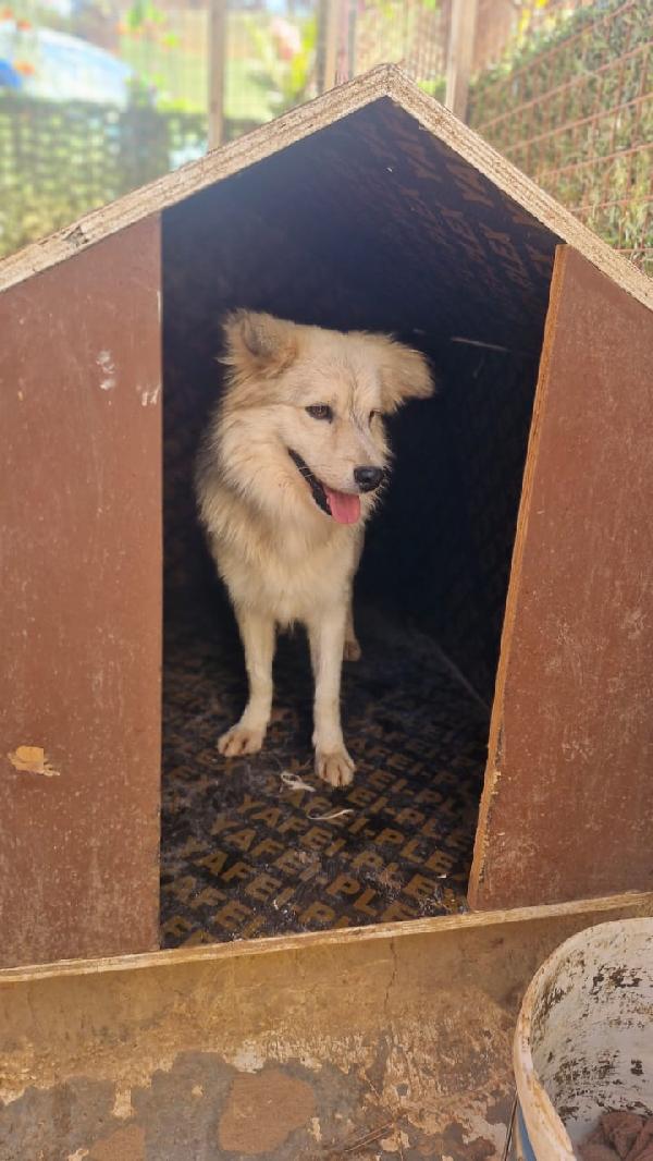 Yorgo, un tenero simil volpino Foto 2